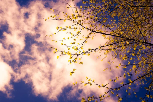Gałęzie Brzozy Świeżymi Liśćmi Pod Pochmurnym Niebem — Zdjęcie stockowe