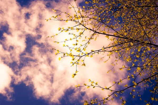 Rami Betulla Con Foglie Fresche Sotto Cielo Nuvoloso — Foto Stock