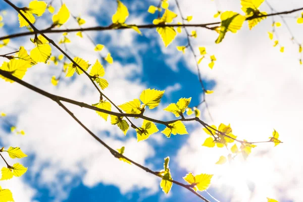 Björk Grenar Med Färska Blad Molnig Himmel — Stockfoto