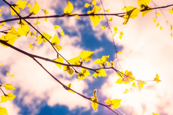 Bříza Větve Stromů Čerstvými Listy Pod Zamračenou Oblohou — Stock fotografie