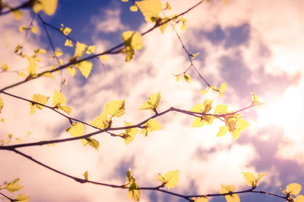青空の下で新緑の白樺の木の枝 — ストック写真