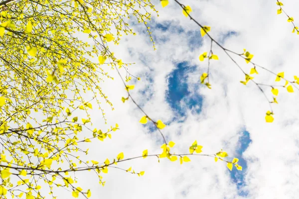 birch tree branches with fresh leaves under cloudy sky