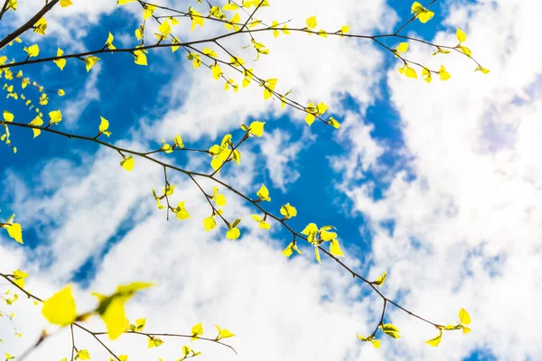 Gałęzie Brzozy Świeżymi Liśćmi Pod Pochmurnym Niebem — Zdjęcie stockowe