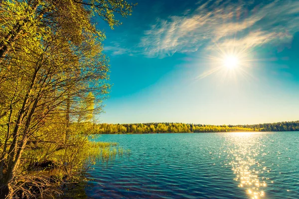 Lago Della Foresta Sotto Sole Estivo — Foto Stock