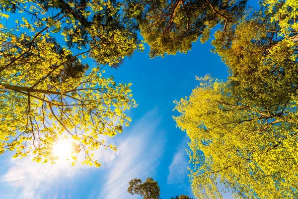 Blick Von Unten Auf Grüne Bäume Unter Blauem Bewölkten Himmel — Stockfoto