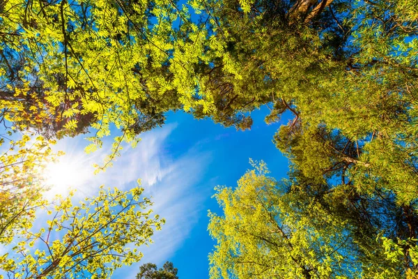 Vista Inferior Árboles Verdes Bajo Cielo Azul Nublado — Foto de Stock