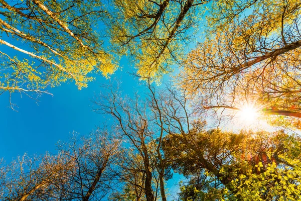 蓝云天下绿树的底景 — 图库照片