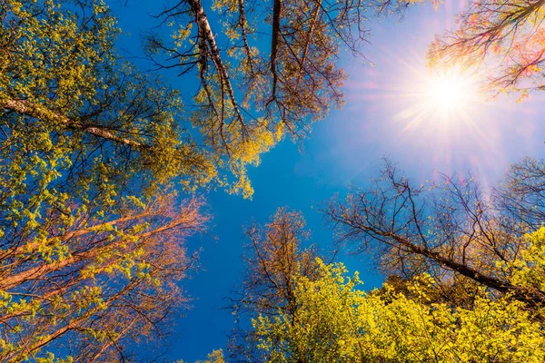 Dolny Widok Zielonych Drzew Pod Błękitnym Zachmurzonym Niebem — Zdjęcie stockowe