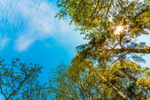 Vista Inferior Árvores Verdes Sob Céu Azul Nublado — Fotografia de Stock