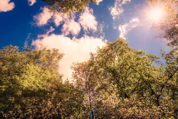Dolny Widok Zielonych Drzew Pod Błękitnym Zachmurzonym Niebem — Zdjęcie stockowe