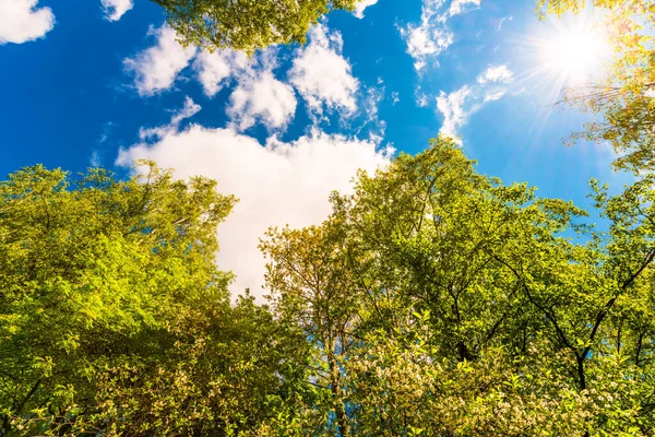 Botten Syn Gröna Träd Blå Molnig Himmel — Stockfoto