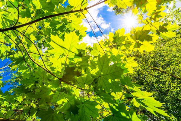 Światło Słoneczne Oświetlające Drzewa Liści Widok Bliska — Zdjęcie stockowe