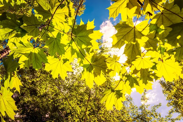 太陽の光が木々の葉を照らし — ストック写真