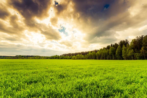 Champ Vert Arbres Sous Ciel Nuageux — Photo