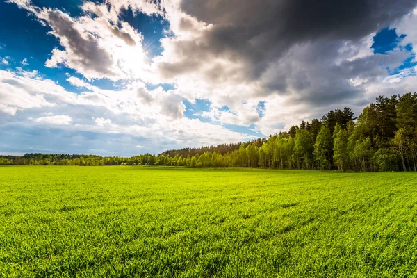 Champ Vert Arbres Sous Ciel Nuageux — Photo