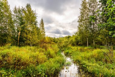 Küçük dere ormanlık bir bataklık arazisinden geçiyor.