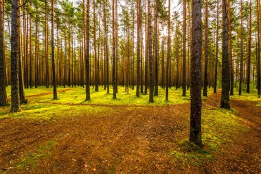 Çam ormanındaki ağaç gövdelerinin arasında güneş parlıyor. 