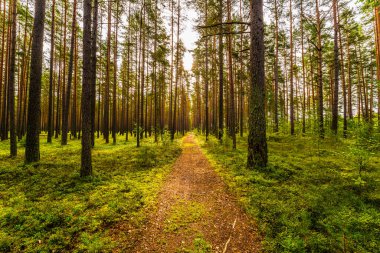 Güneşin aydınlattığı yol çam ormanının derinliklerine gider..