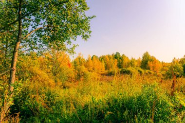 Güneşli bir günde renkli sonbahar ormanı, nemli bataklıklar...