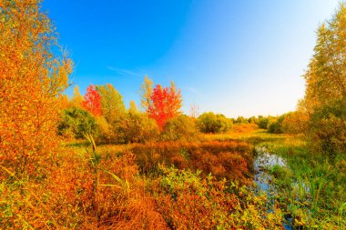 Güneşli bir günde renkli sonbahar ormanı, nemli bataklıklar... 