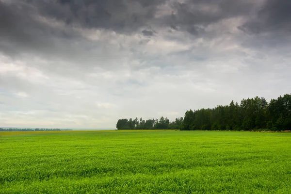 Nebel Auf Waldwiesen Einem Regnerischen Morgen — Stockfoto