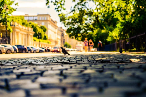 Lato Mieście Samochody Jadące Alei — Zdjęcie stockowe