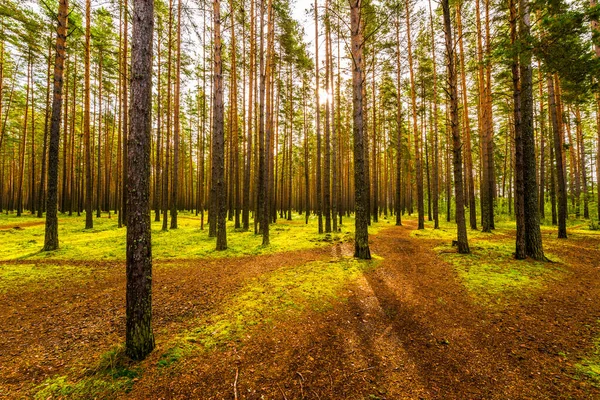 Zon Schijnt Tussen Boomstammen Een Dennenbos — Stockfoto