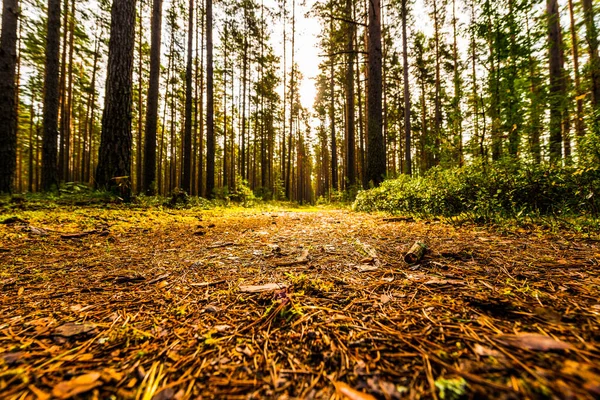 Weg Verlicht Door Zon Gaat Diep Het Dennenbos — Stockfoto