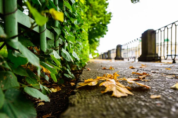 Regnerischer Herbsttag Der Stadt Gasse Park Fluss — Stockfoto