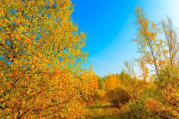 Barevný Podzimní Les Slunečného Dne Vlhké Bažiny Zarostlé — Stock fotografie