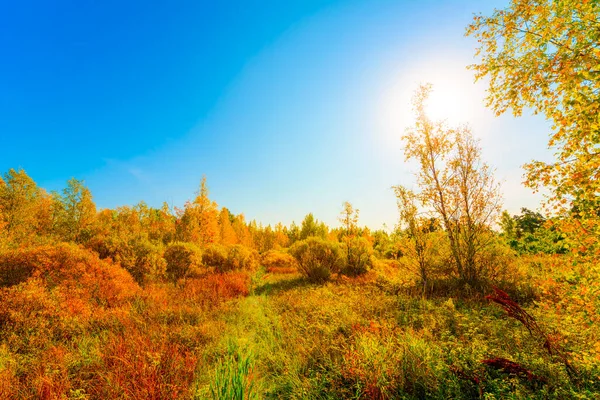 Kolorowy Jesienny Las Słoneczny Dzień Wilgotne Bagna Zarośnięte — Zdjęcie stockowe