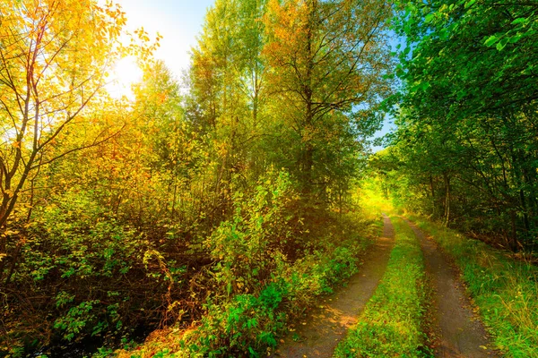 Bosque Otoño Colorido Día Soleado Pantanos Húmedos Cubiertos —  Fotos de Stock