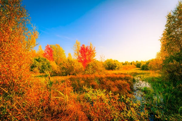 Colorata Foresta Autunnale Una Giornata Sole Paludi Umide Ricoperte Vegetazione — Foto Stock