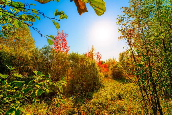 Färgglad Höstskog Solig Dag Våta Träsk Igenvuxna — Stockfoto