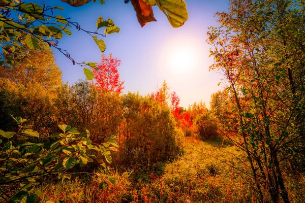 Färgglad Höstskog Solig Dag Våta Träsk Igenvuxna — Stockfoto