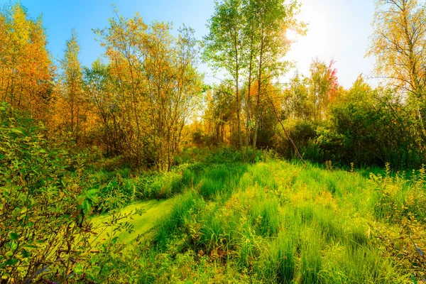 Kolorowy Jesienny Las Słoneczny Dzień Wilgotne Bagna Zarośnięte — Zdjęcie stockowe