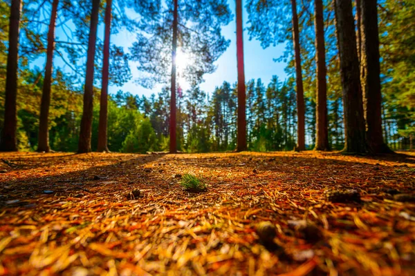 Verão Uma Floresta Mista Sol Brilha Através Folhagem — Fotografia de Stock
