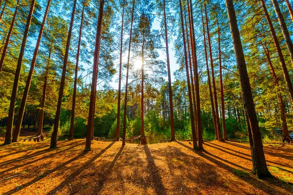 Zomer Een Gemengd Bos Zon Schijnt Door Het Gebladerte — Stockfoto