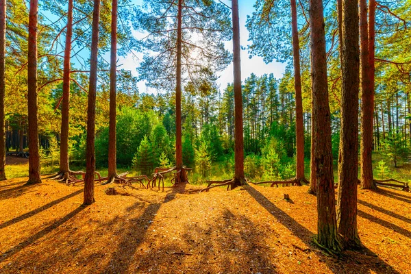 Zomer Een Gemengd Bos Zon Schijnt Door Het Gebladerte — Stockfoto