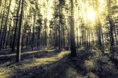 Güneşin aydınlattığı yol çam ormanının derinliklerine gider..
