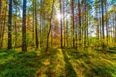 Karışık bir ormanda yaz, güneş yaprakların arasından parlıyor..