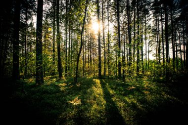 Karışık bir ormanda yaz, güneş yaprakların arasından parlıyor..