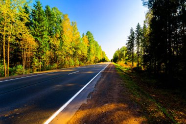 Sonbahar kır yolu güneşten yanan bir ormandan geçiyor..