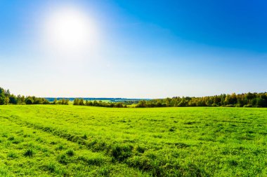 Sonbahar ormanındaki tarla, güneş ışığında, mavi gökyüzüne karşı.