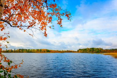 Orman gölü sonbaharın sonlarında, huş ağacı bir kıyıda büyür. 