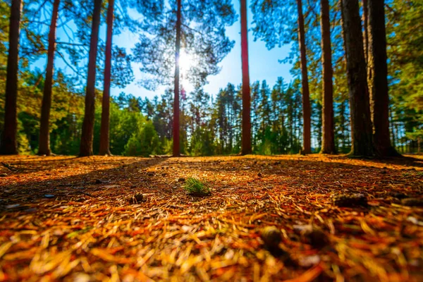 Zomer Een Gemengd Bos Zon Schijnt Door Het Gebladerte — Stockfoto