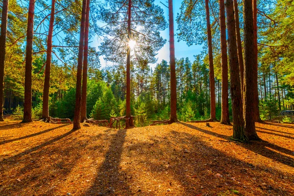 Zomer Een Gemengd Bos Zon Schijnt Door Het Gebladerte — Stockfoto