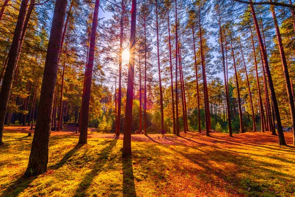 Zomer Een Gemengd Bos Zon Schijnt Door Het Gebladerte — Stockfoto