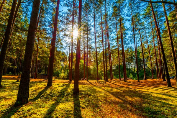 Estate Una Foresta Mista Sole Splende Attraverso Fogliame — Foto Stock