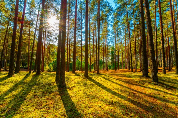 Zomer Een Gemengd Bos Zon Schijnt Door Het Gebladerte — Stockfoto